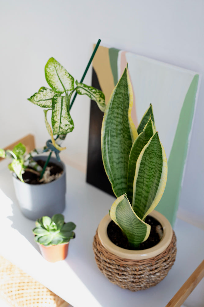 Artificial Plants and Plant Accessories
