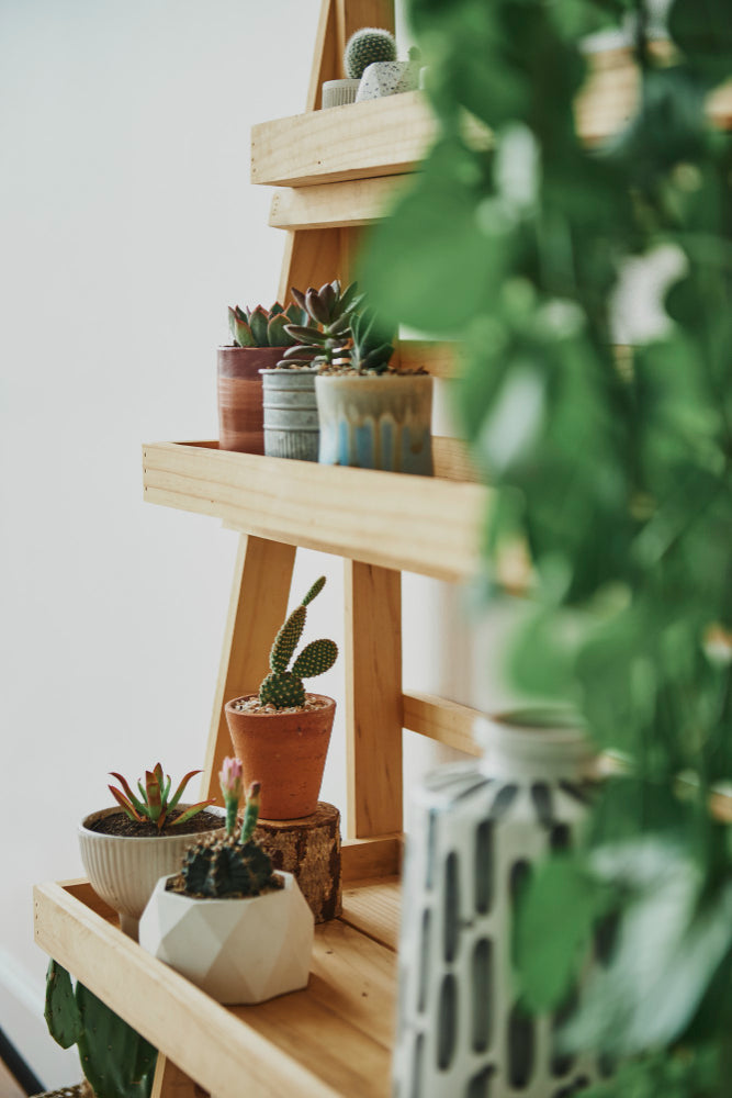 Plant Stands and Displays
